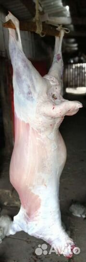 Бараны и овцы