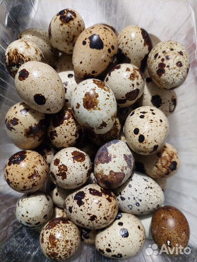 Яйцо перепелиные домашнее