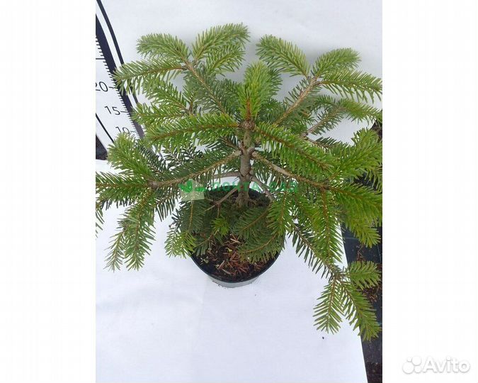 Пихта Нордмана