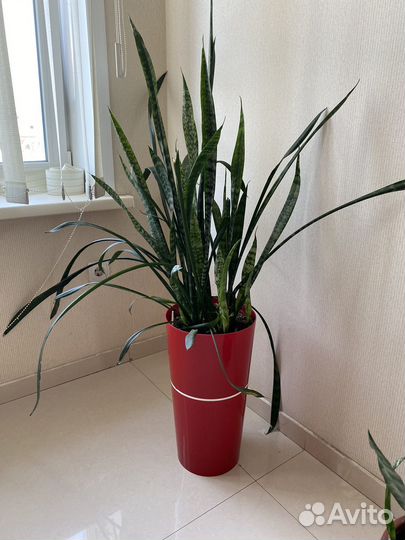 Сансевиерия