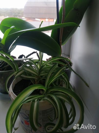 Комнатные цветы