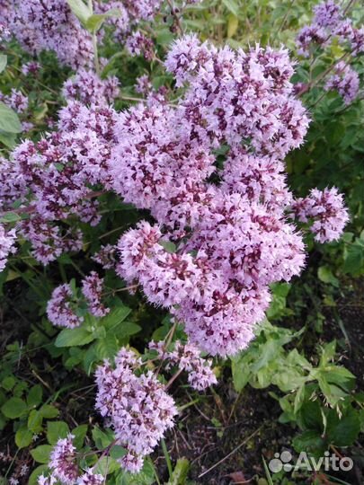 Душица (орегано), вербейник, лилейник, васильки