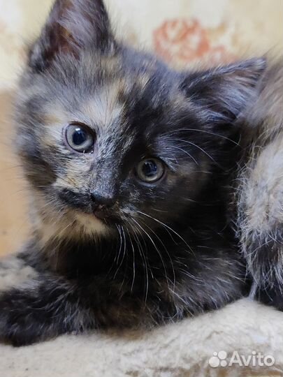 Котенок девочка