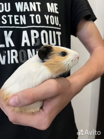 Морские свинки