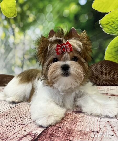 Русская Салонная Собака (цветной йорк)