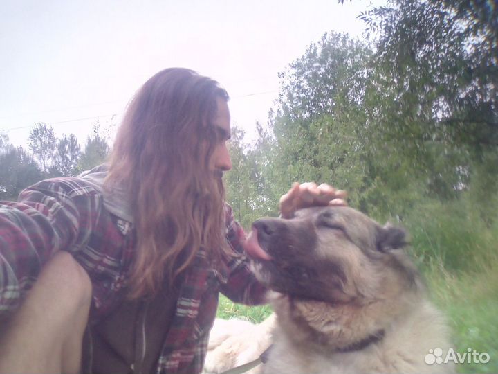 Выгул собак (большой опыт) Дрессировка, Коррекция