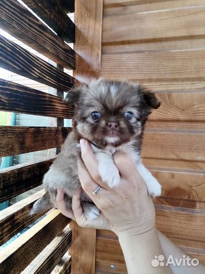 Мальчик чихуахуа(длинношерстный)