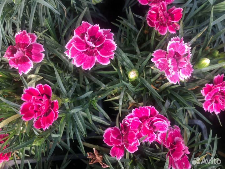 Вегетативные гвоздики