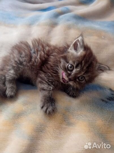 Отдам котенка