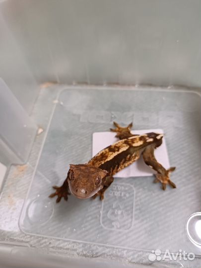 Реснитчатый бананоед