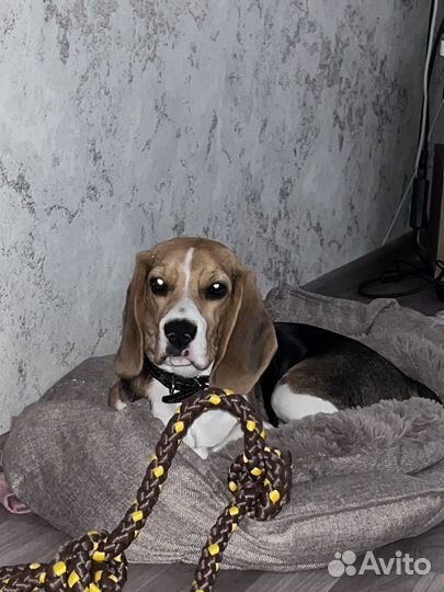 Щенки бигль девочка