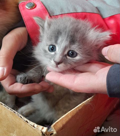 Котята в добрые руки