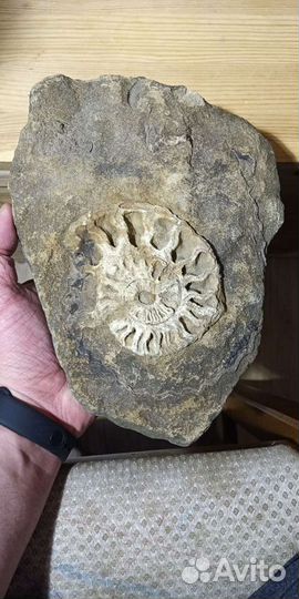 Аммонит в породе