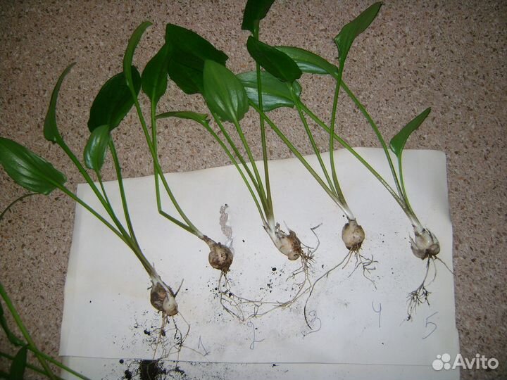 Дримиопсис пятнистый