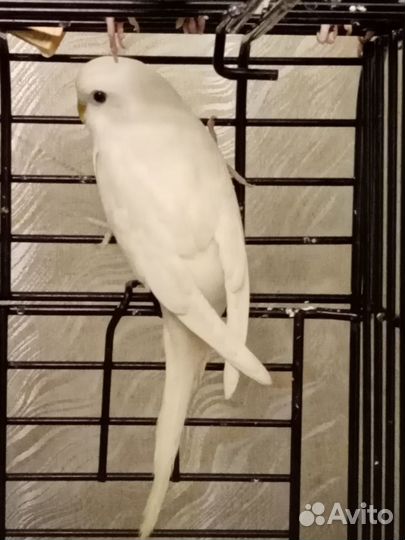 Волнистые попугайчики