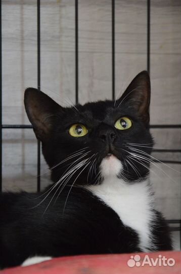 Котики