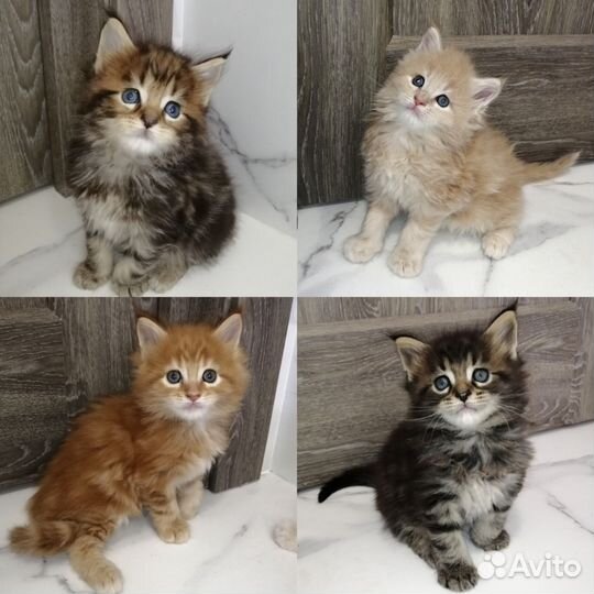 Котята мейн-кун