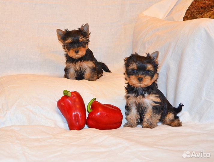 Йоркширский терьер-сказка к вам домой