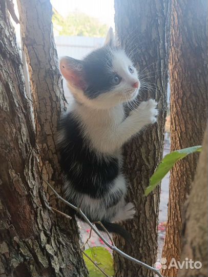 Котята отдам в добрые руки бесплатно
