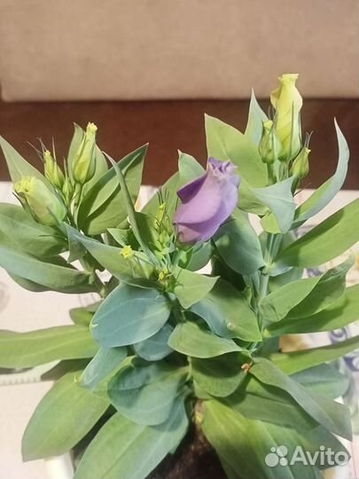 Эустома(лизиантус)