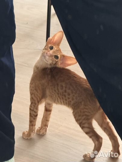 Рыжий ориентальный котёнок