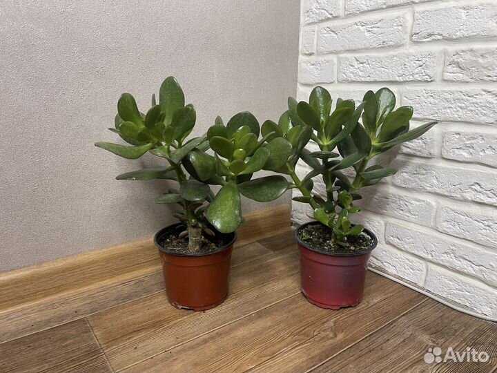 Толстянка денежное дерево комнатные растения