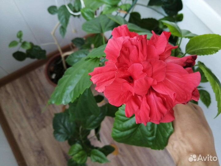 Гибискус (китайская роза)