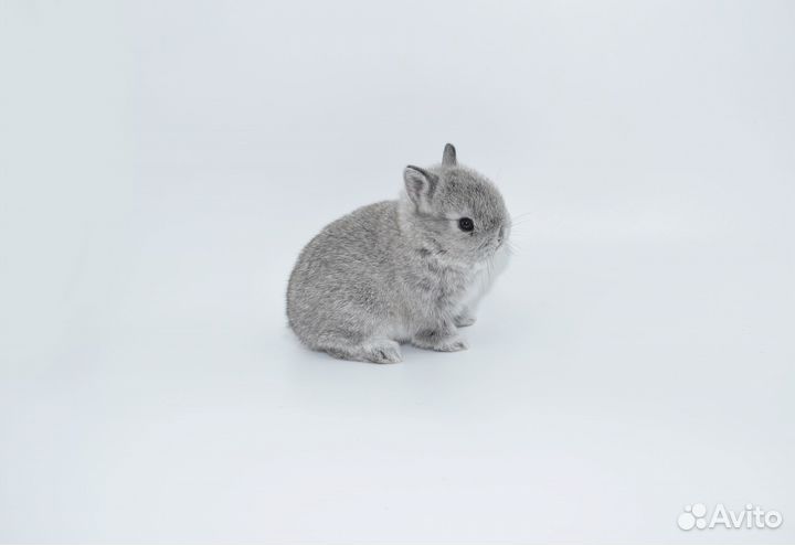 Кролики карликовые. Питомник. Доставка по РФ