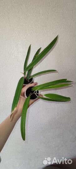 Фикус Али, Амстел голд