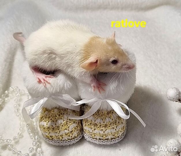 Крысята дамбо домашнего разведения от ratlove