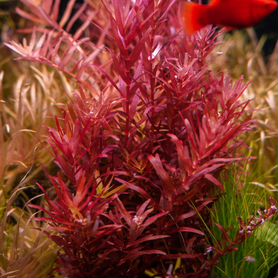 Rotala sp. 'Colorata'