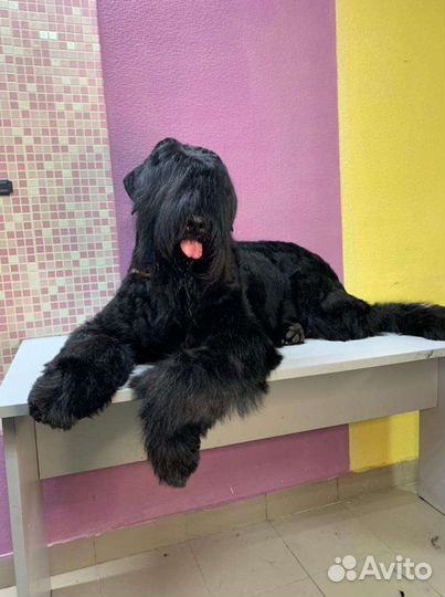 Стрижка кошек и собак (выезд/салон)