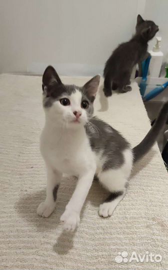 Котята в добрые руки бесплатно. Котики