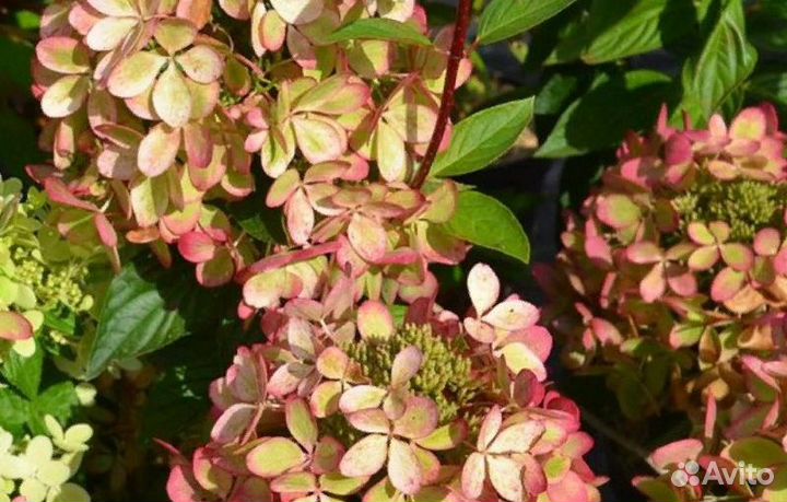 Гортензия метельчатая