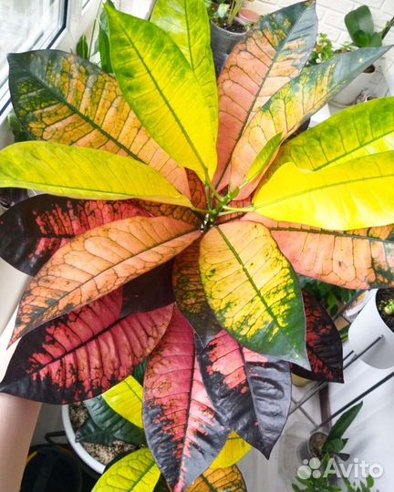 Кротон миссис Айстон