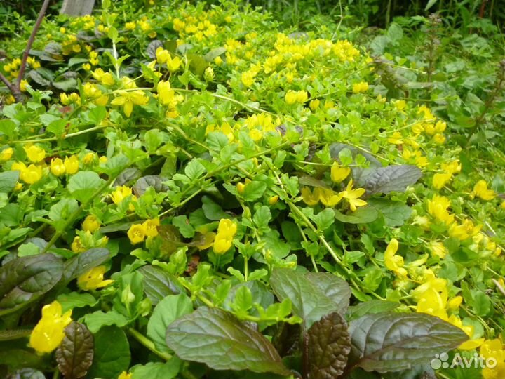 Неприхотливые многолетние растения для сада