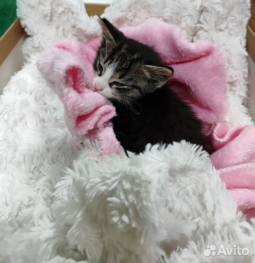 Котик