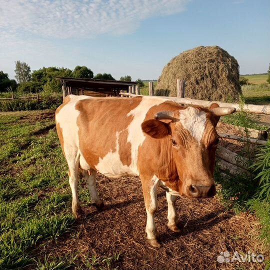 Корова дойная