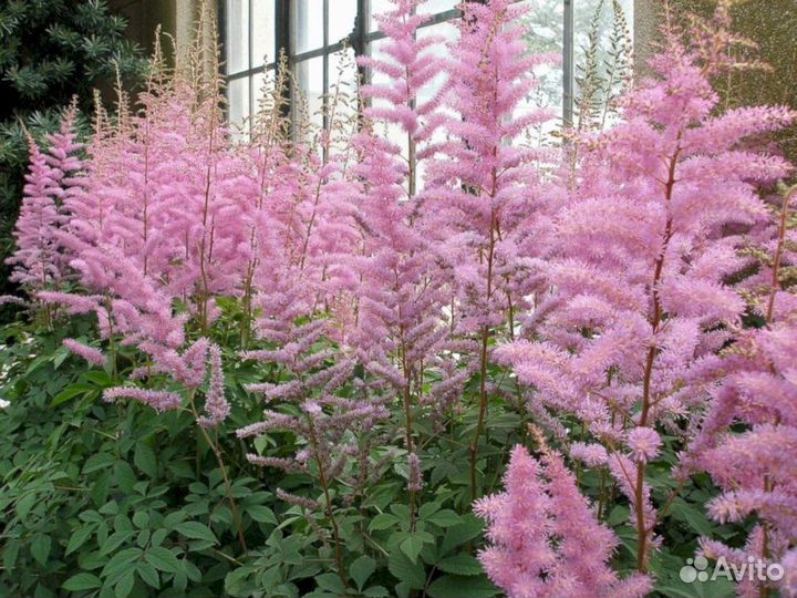 Астильба Розовая
