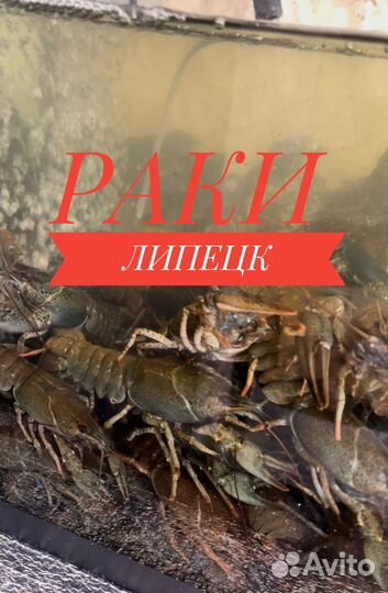 Живые раки