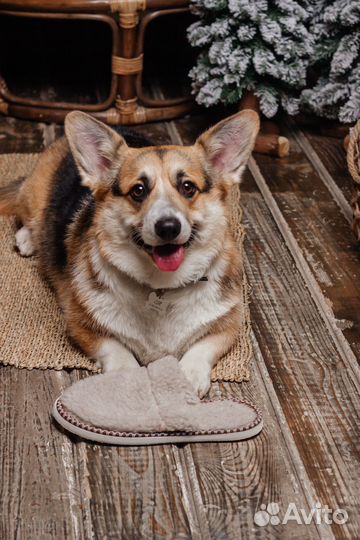 Фотосессия с корги