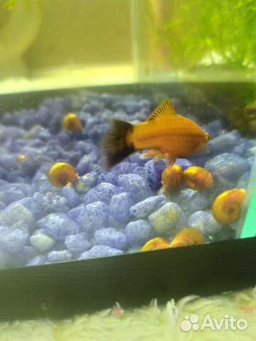 Улитки Ампулярии