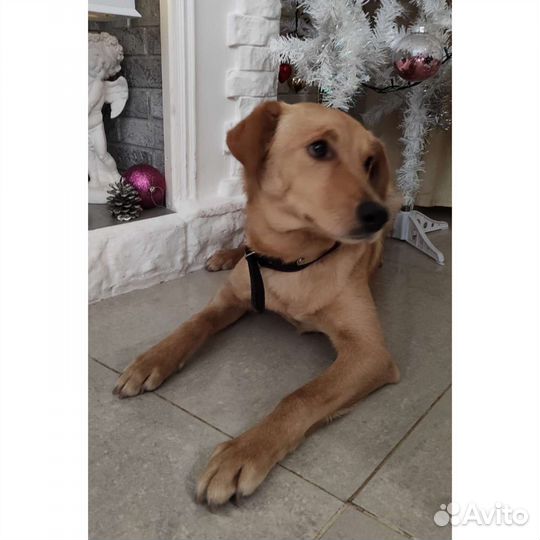 Собака метис спаниеля отдам