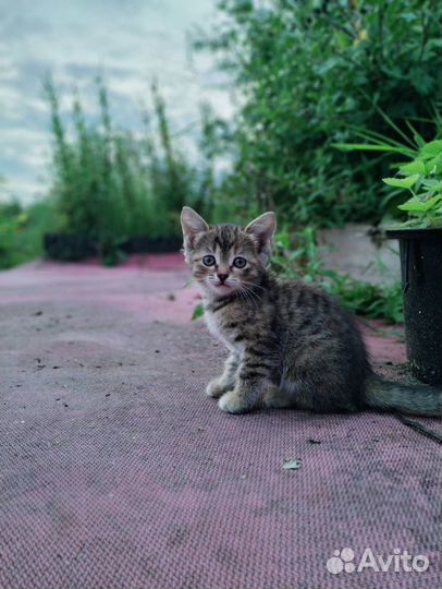 Кошечка в добрые руки 1 месяц