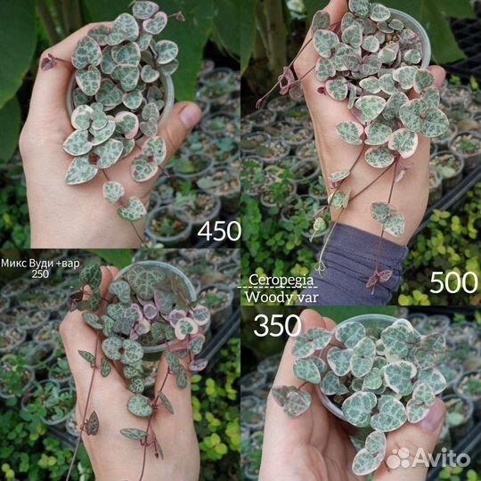 Церопегия укорененные разного размера