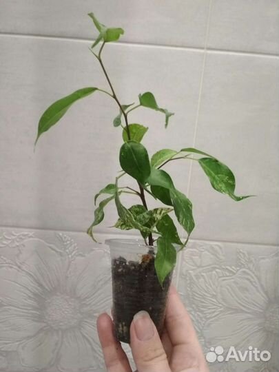 Фикус Эльдорадо и фикус Кинки