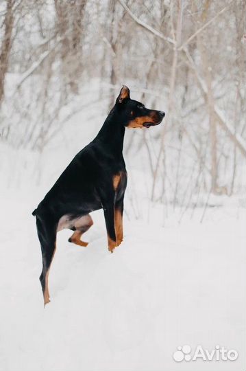 Доберман Дрогу