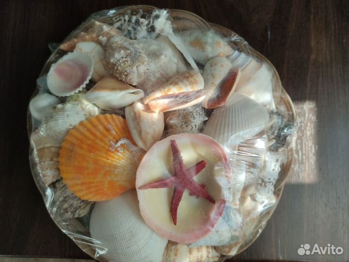 Морские ракушки