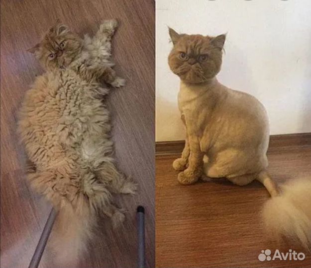 Стрижка котов, грумер