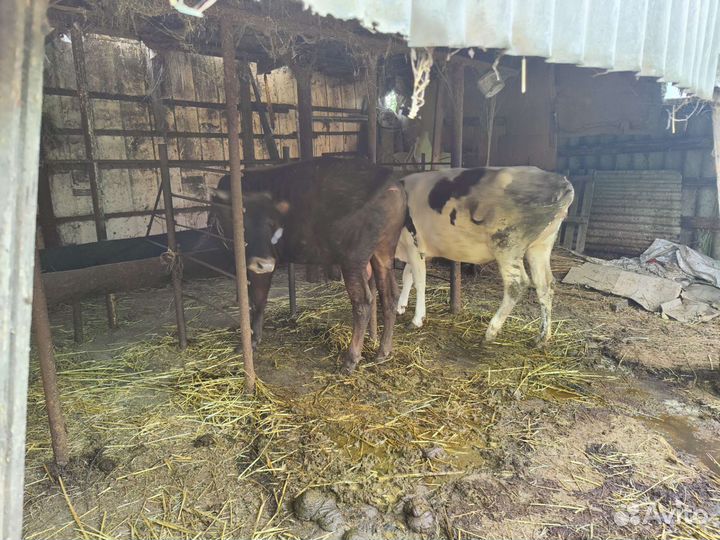 Бычок и тёлка